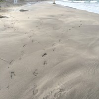 Footprints on the beach